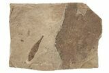 Miocene Fossil Leaf - Nebraska #262306-1